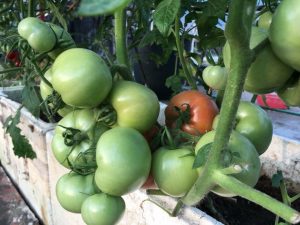 5 mẹo trồng cà chua trong thùng xốp  vườn ươm lina